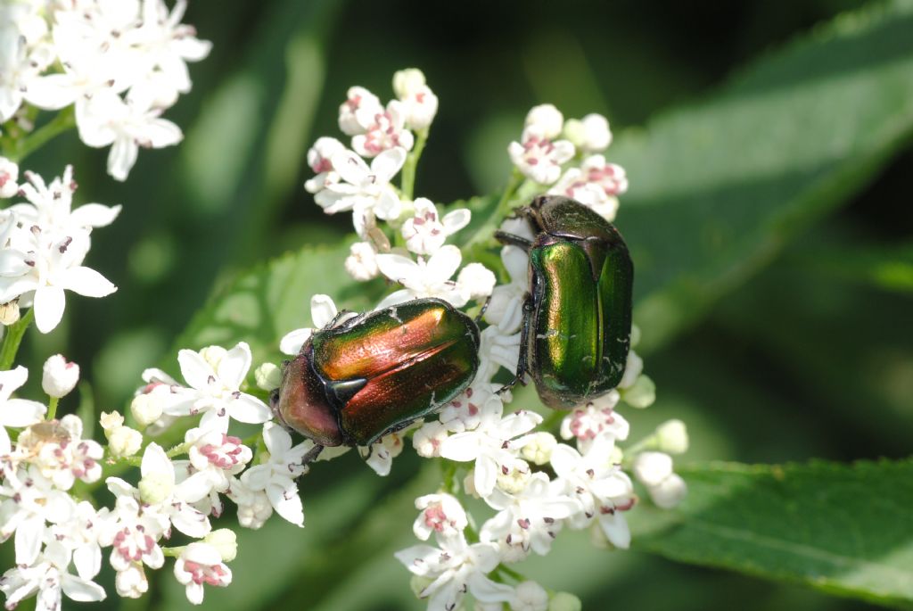 Cetonia aurata?    S